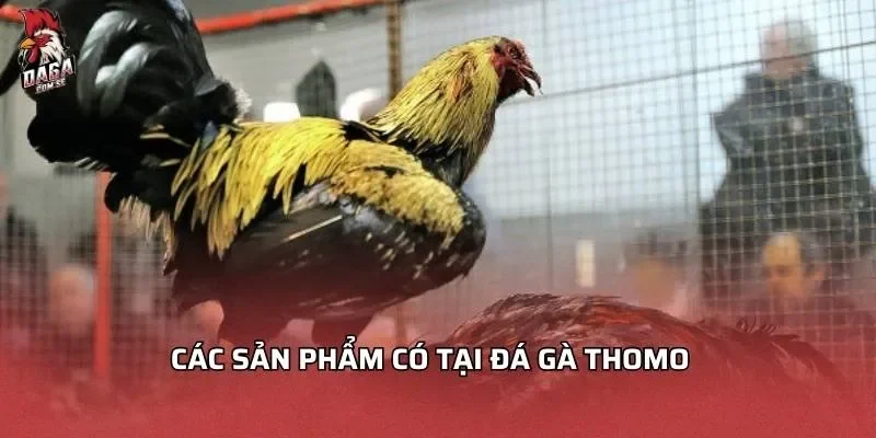 Các sản phẩm có tại đá gà Thomo