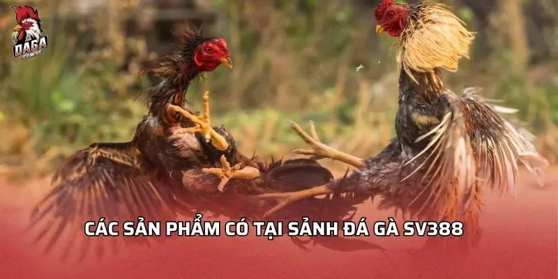 Các sản phẩm có tại sảnh đá gà SV388