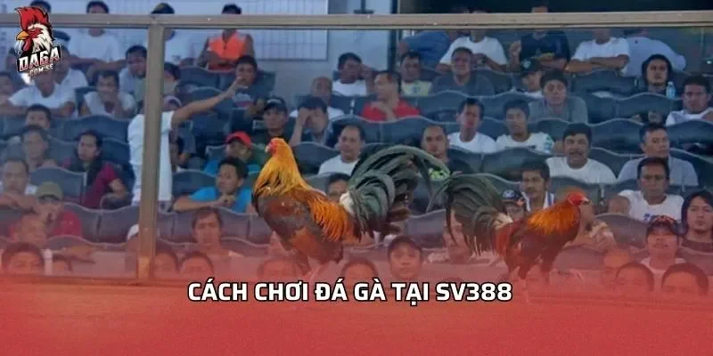 Cách chơi đá gà tại SV388