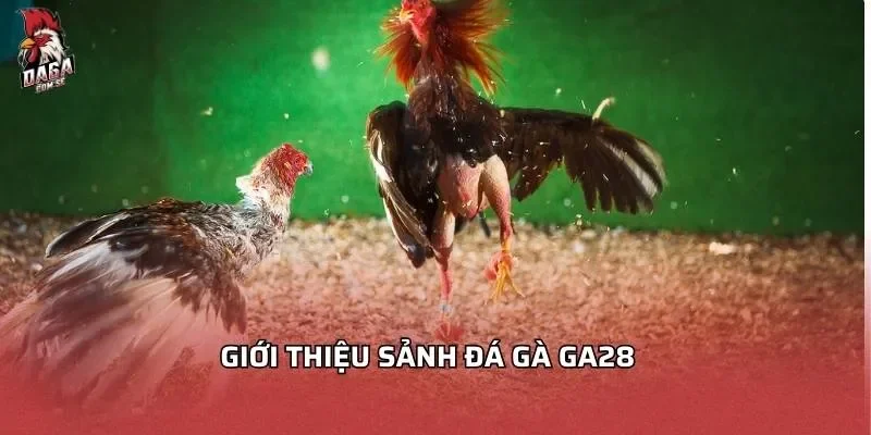 gioi-thieu-sanh-da-ga-ga28