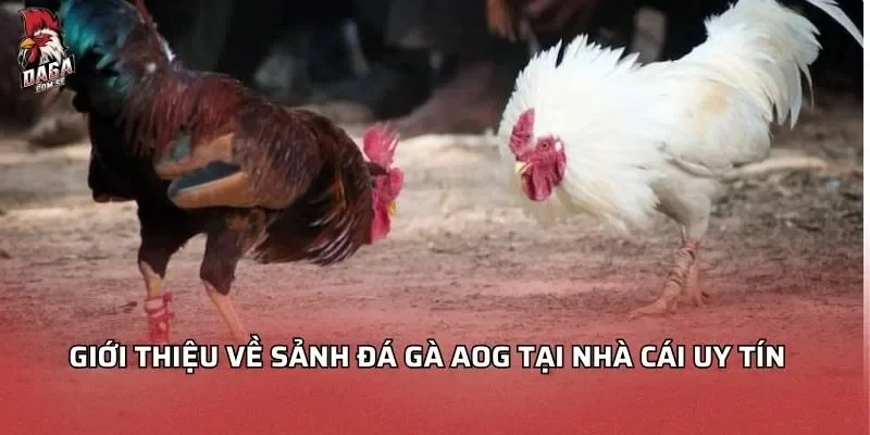 gioi-thieu-ve-sanh-da-ga-aog