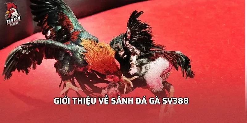 Giới thiệu về sảnh đá gà SV388
