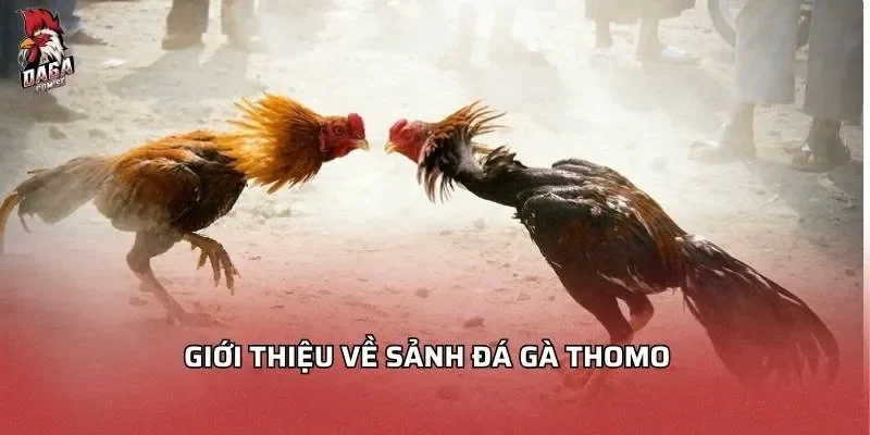 Giới thiệu về sảnh đá gà Thomo