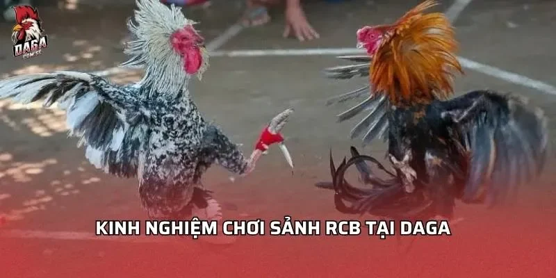 kinh-nghiem-choi-sanh-rcb-tai-daga