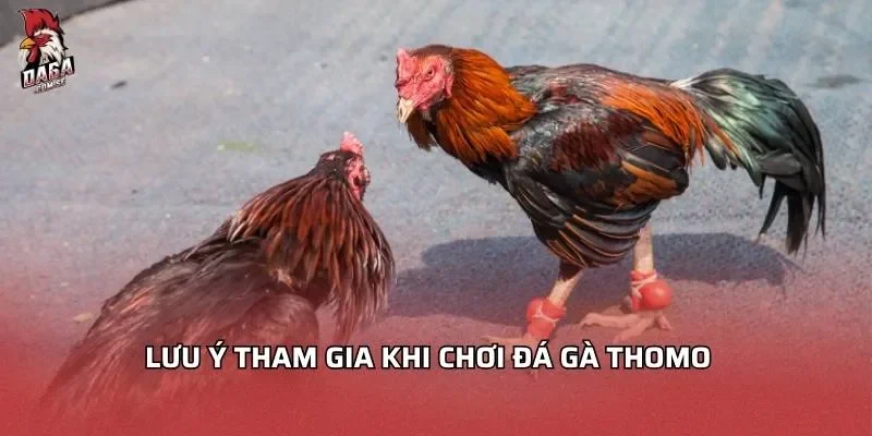 Lưu ý tham gia khi chơi đá gà Thomo