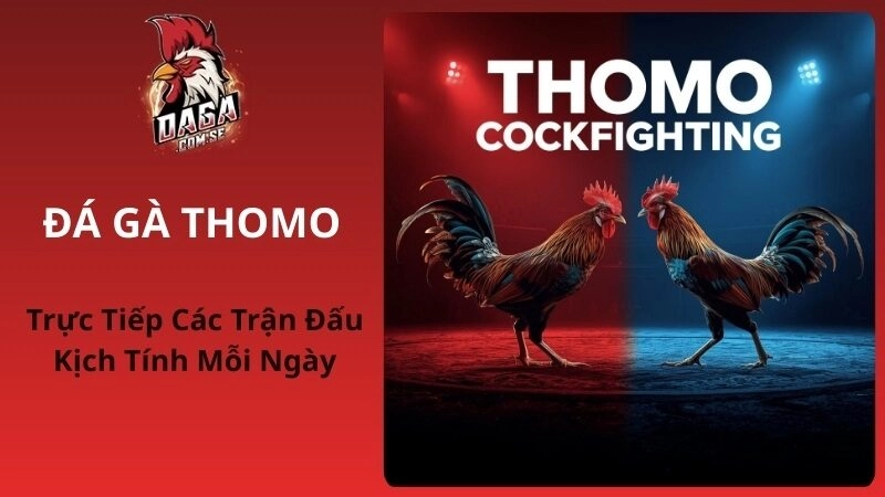 Đá Gà Thomo – Trực Tiếp Các Trận Đấu Kịch Tính Mỗi Ngày 2026