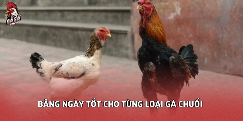 Bảng ngày tốt cho từng loại gà chuối