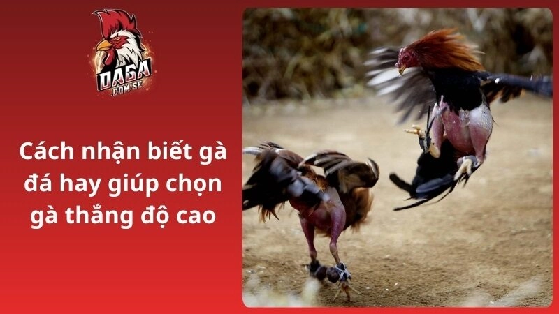 Cách nhận biết gà đá hay