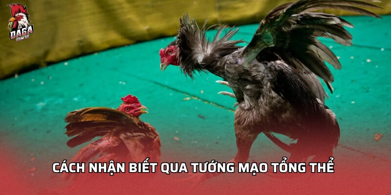 Cách nhận biết qua tướng mạo tổng thể