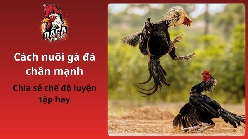 Cách Nuôi Gà Đá Chân Mạnh Từ Dinh Dưỡng Tới Luyện Tập 2026