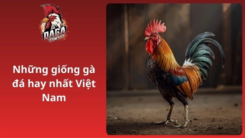 Cách Vô Nghệ Cho Gà Đá Giúp Da Dày, Đỏ Và Bền Đòn 2026