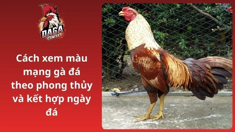Cách xem màu mạng gà đá