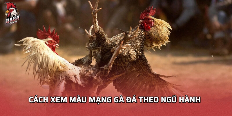 Cách xem màu mạng gà đá theo Ngũ hành