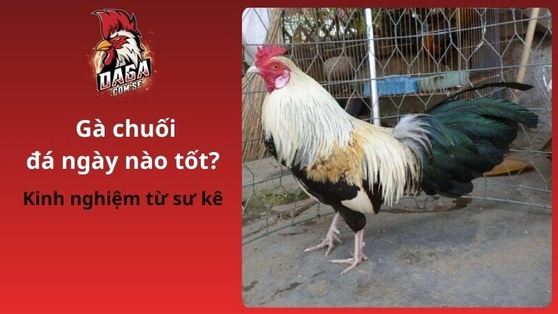 Kinh Nghiệm Xem Gà Chuối Đá Ngày Nào Tốt Trước Khi Ra Trường 2026