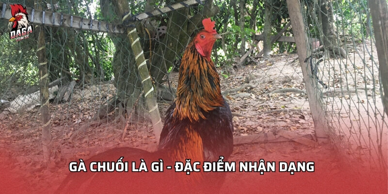 Gà chuối là gì - Đặc điểm nhận dạng gà chuối