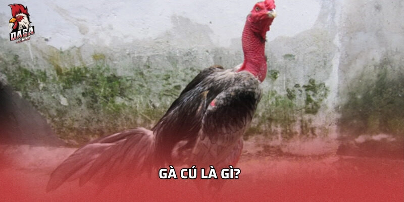 Gà cú là gì?