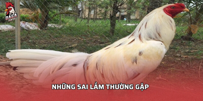 gà bướm đá ngày nào tốt​