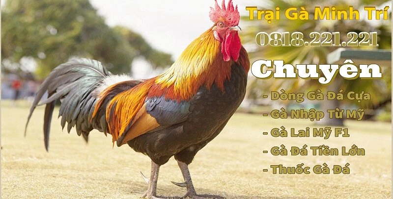 Trại gà Minh Trí