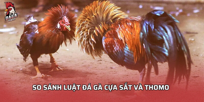 So sánh luật đá gà cựa sắt và Thomo